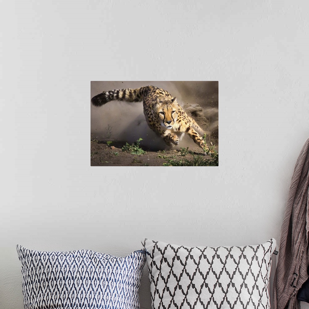 A bohemian room featuring A Cheetah focuses on its target as it races to catch it.