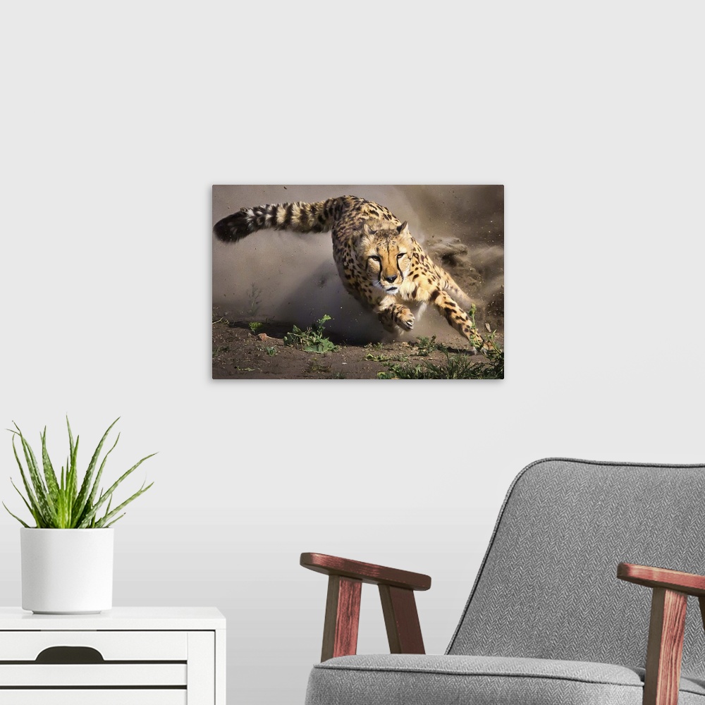 A modern room featuring A Cheetah focuses on its target as it races to catch it.