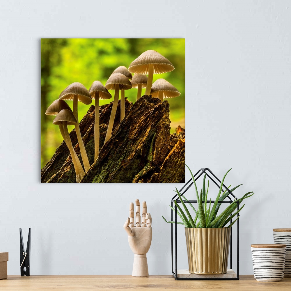 A bohemian room featuring Climbing Fungi