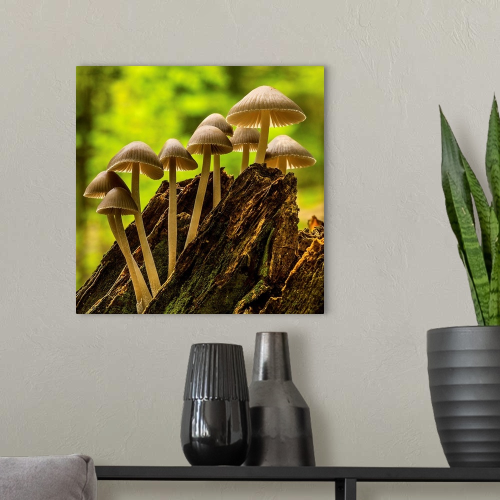 A modern room featuring Climbing Fungi
