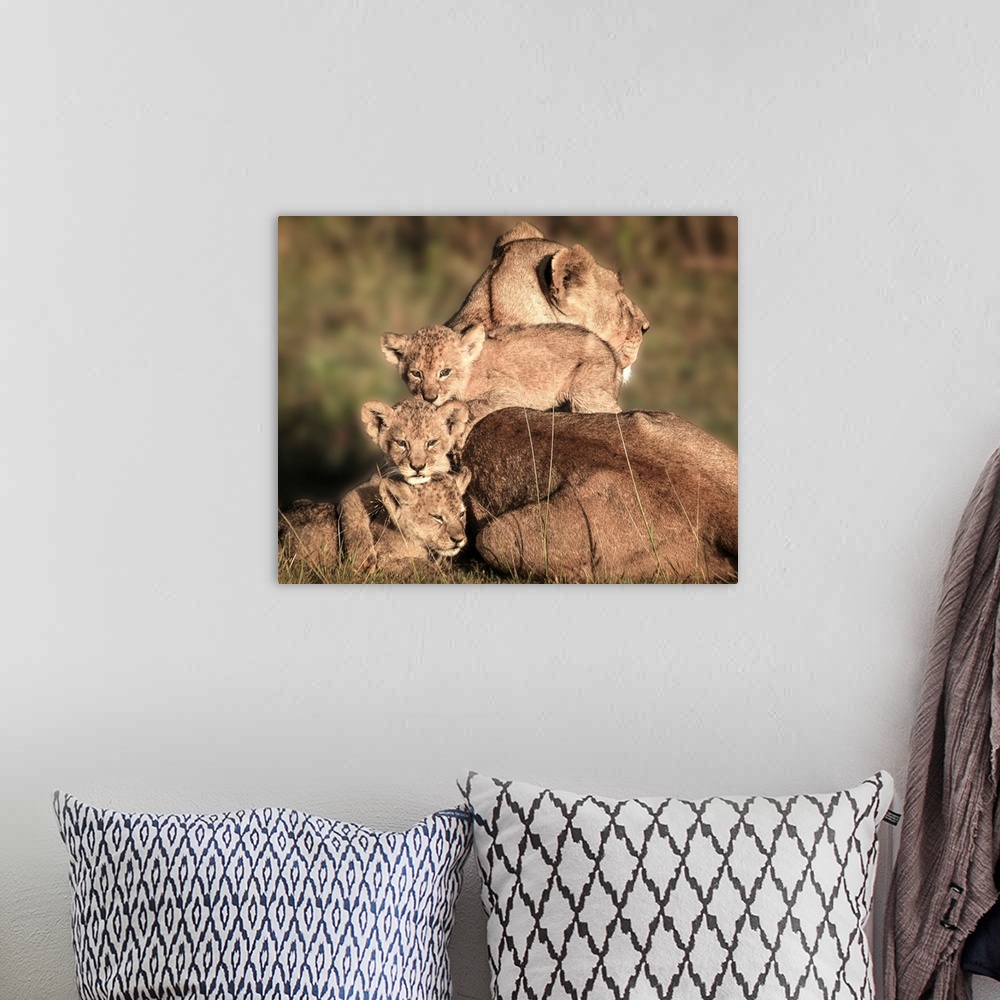 A bohemian room featuring Mother lioness with her three cubs climbing on her back.