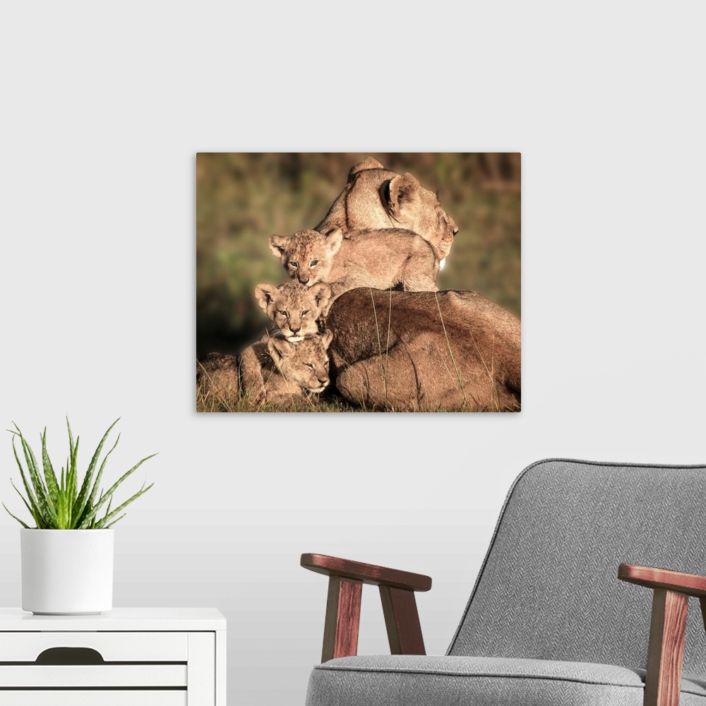 A modern room featuring Mother lioness with her three cubs climbing on her back.