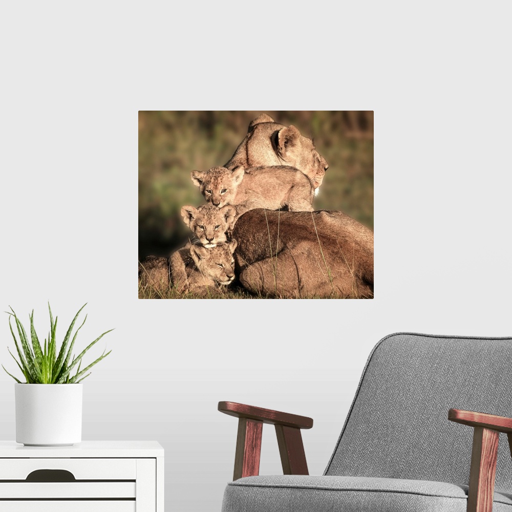 A modern room featuring Mother lioness with her three cubs climbing on her back.