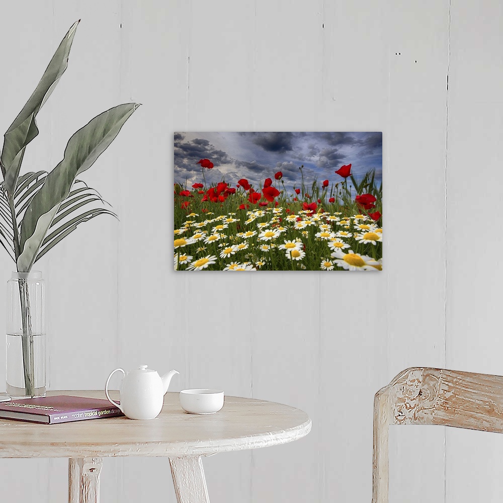 A farmhouse room featuring A field of daisies and red poppies.