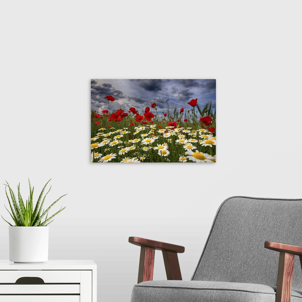 A modern room featuring A field of daisies and red poppies.