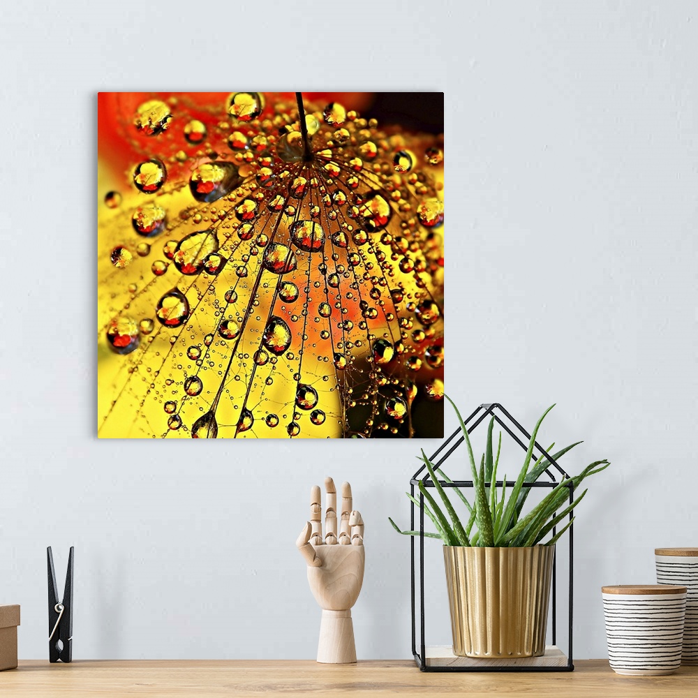 A bohemian room featuring Water droplets clinging to the seeds of a dandelion.