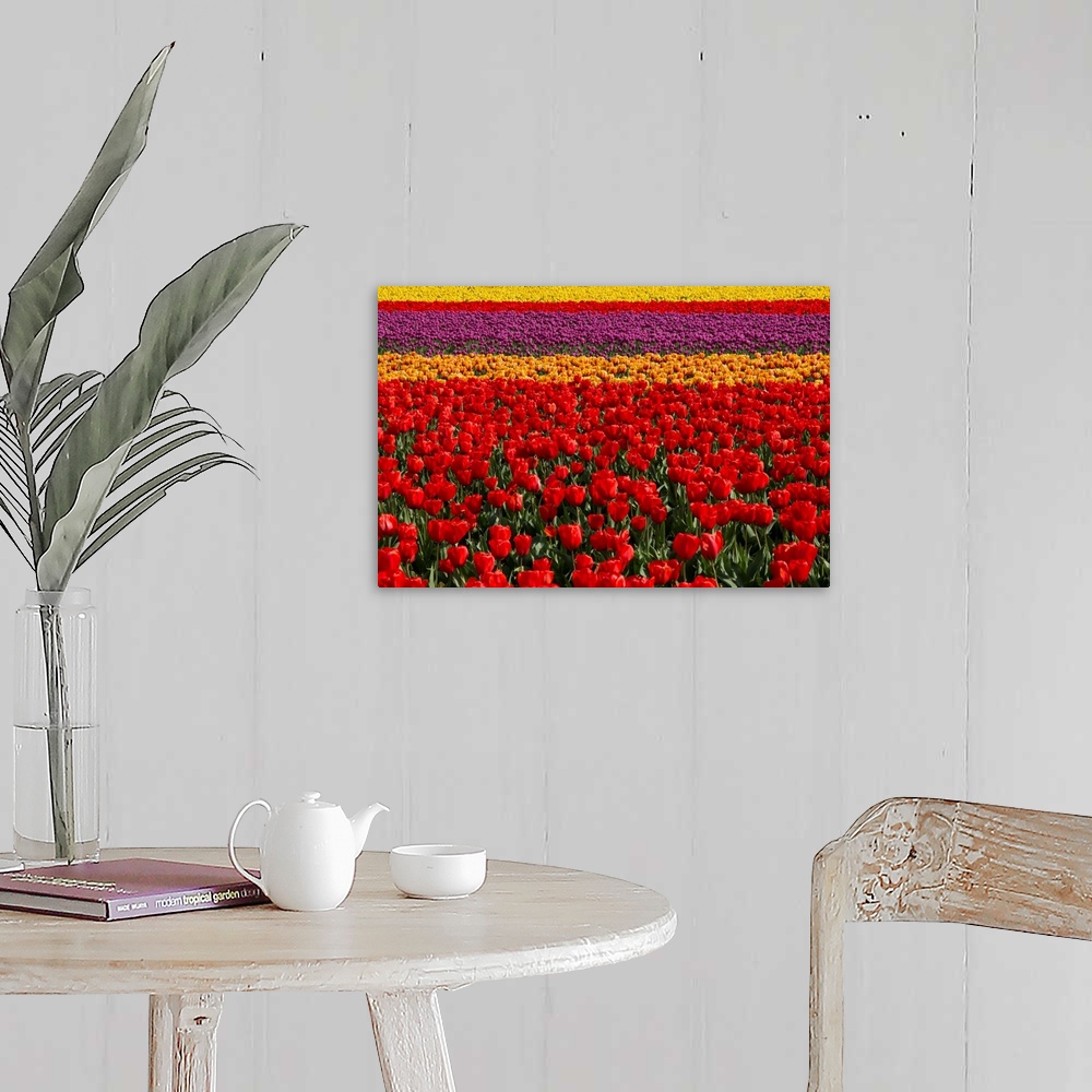 A farmhouse room featuring Rows of tulips in a field, Skagit Valley, Washington.