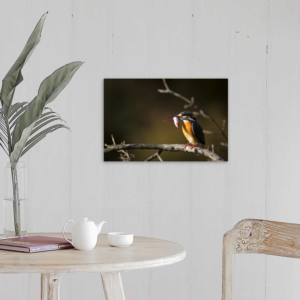 A farmhouse room featuring Common Kingfisher