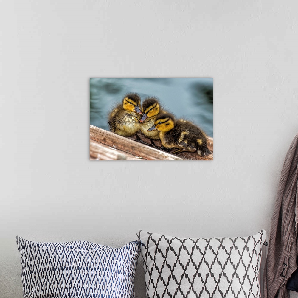A bohemian room featuring A trio of baby ducks snuggling together.