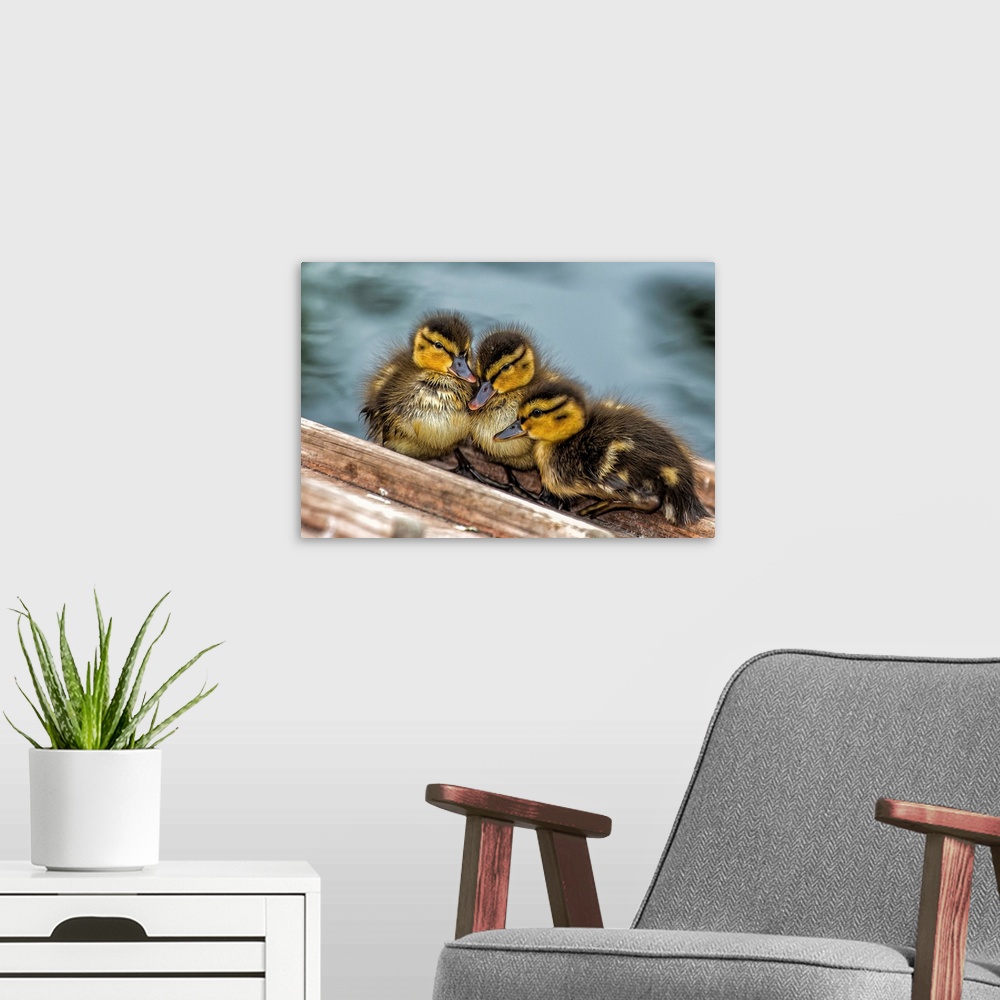 A modern room featuring A trio of baby ducks snuggling together.