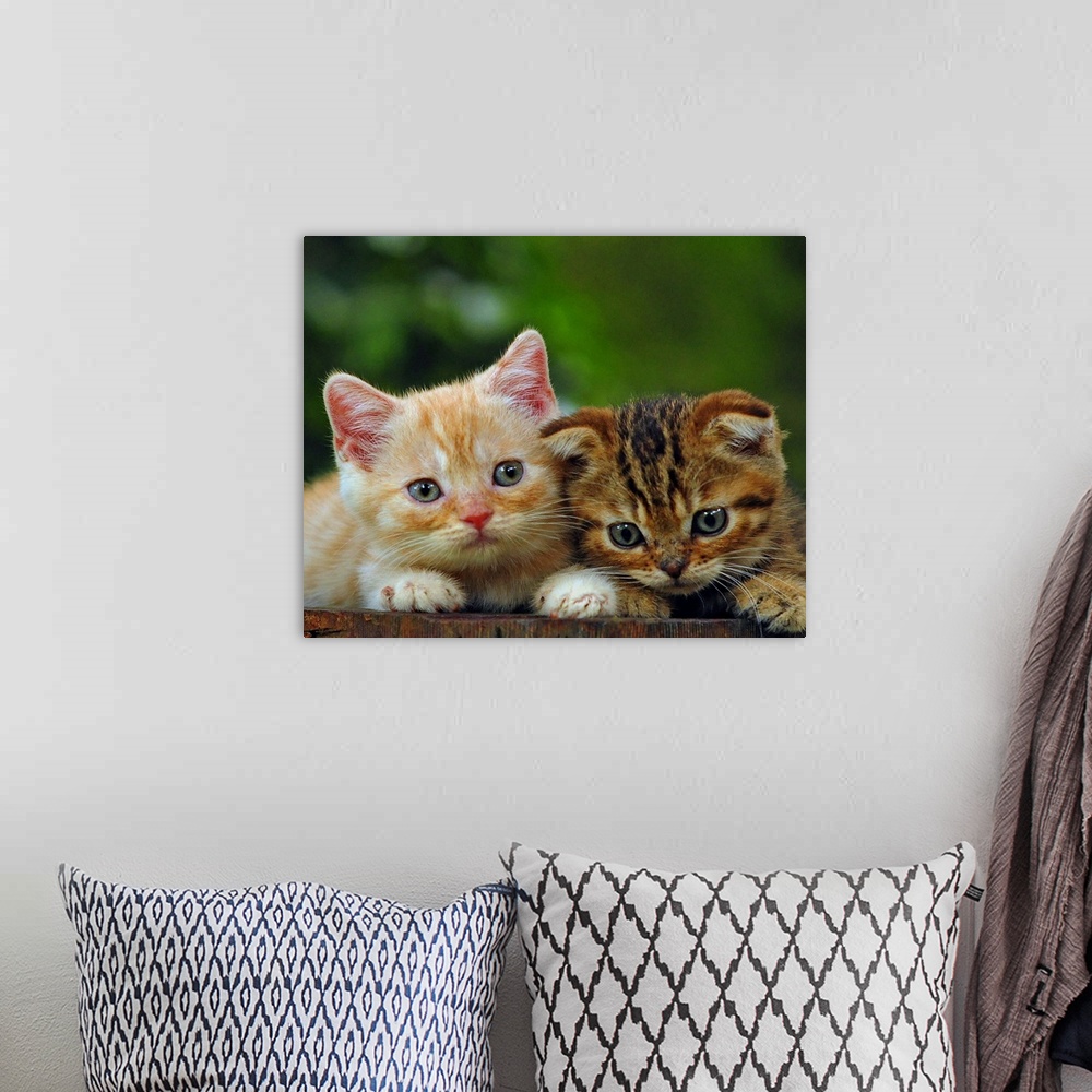 A bohemian room featuring Two adorable little tabby kittens.