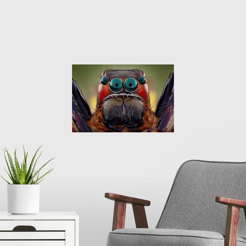 A modern room featuring Macro photo of the large eyes of a tarantula spider.