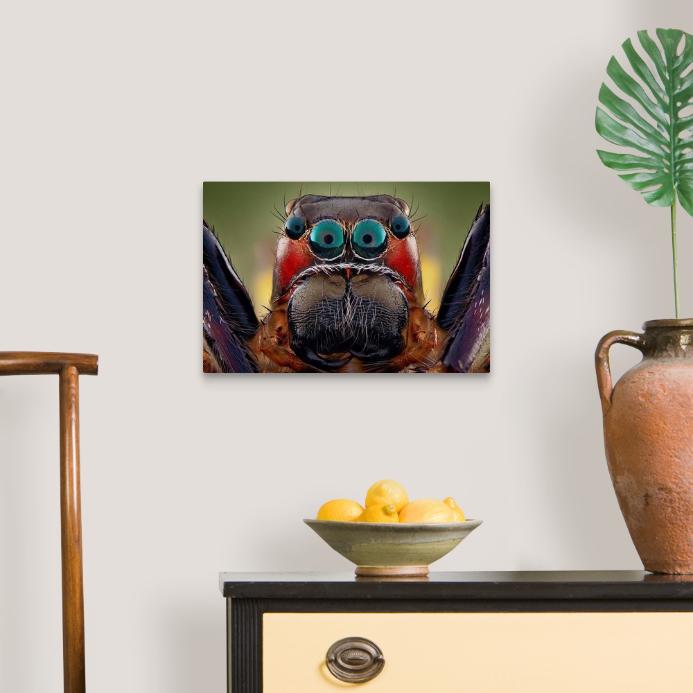 A traditional room featuring Macro photo of the large eyes of a tarantula spider.