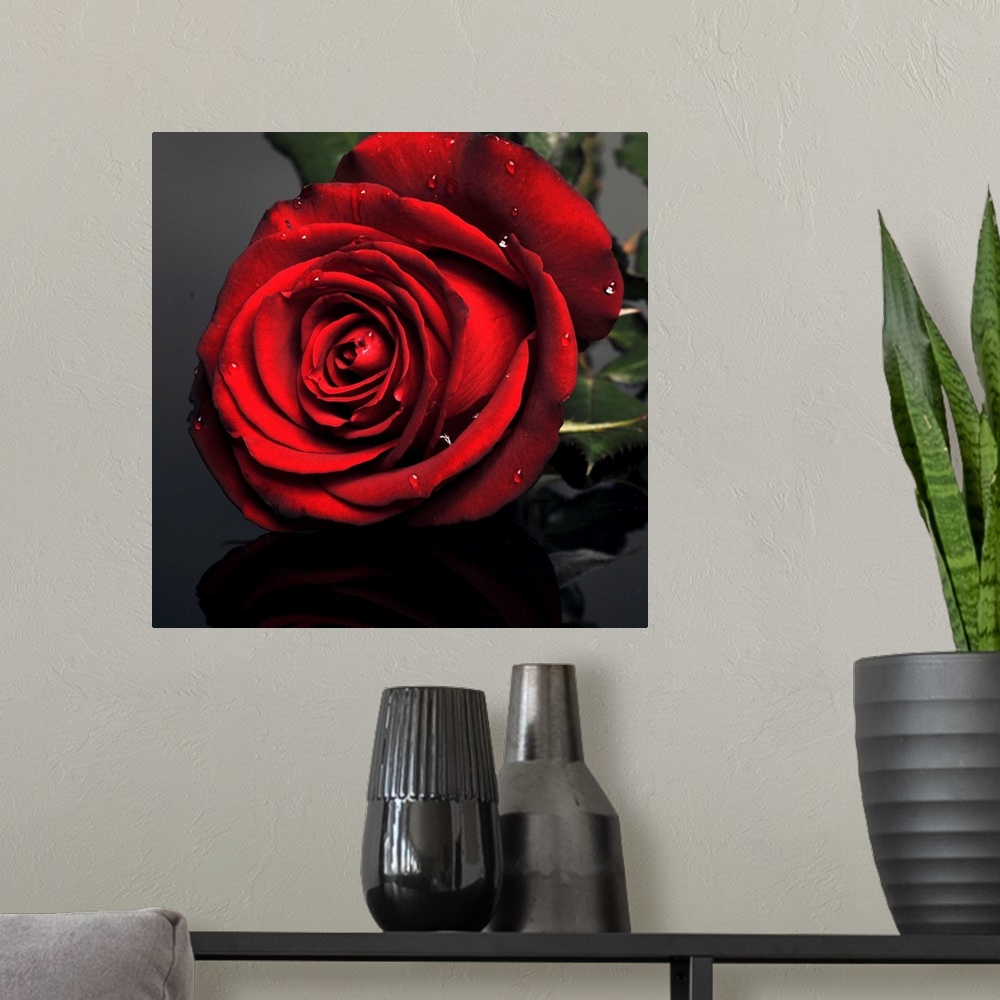 A modern room featuring Dark red rose with drops