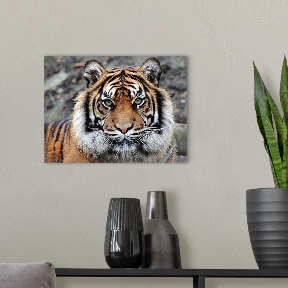 A modern room featuring Portrait of a tiger with an intense expression.