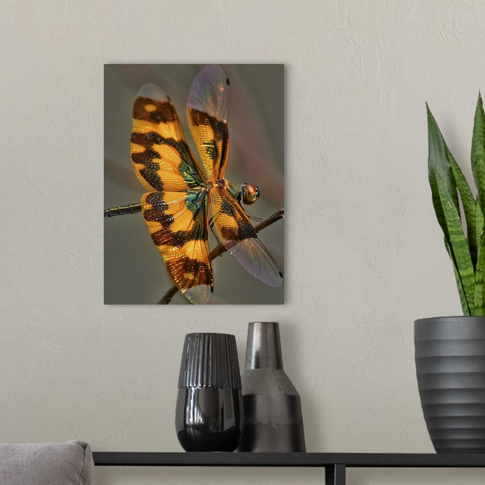 A modern room featuring A small dragonfly on a twig.