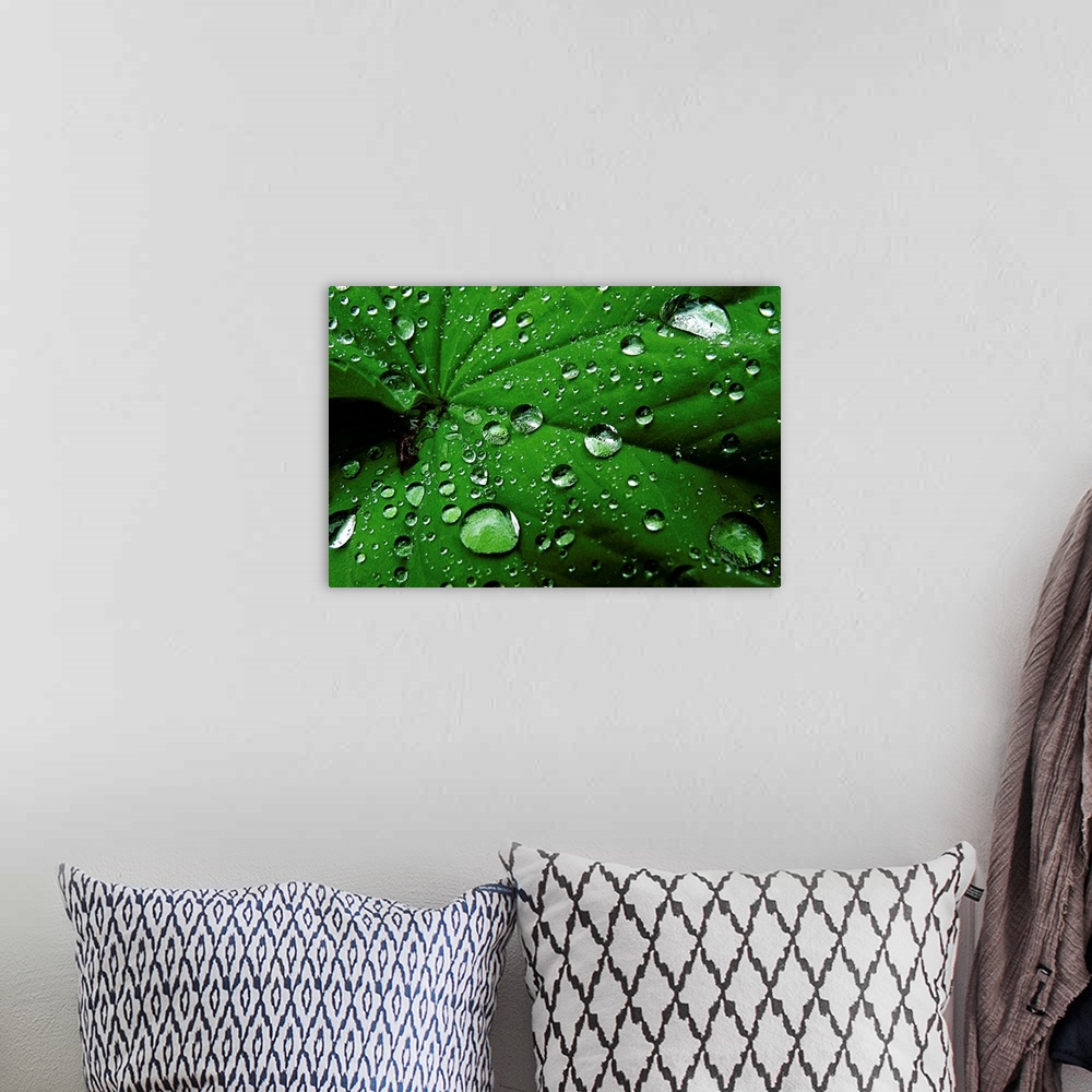 A bohemian room featuring Droplets On Leaf
