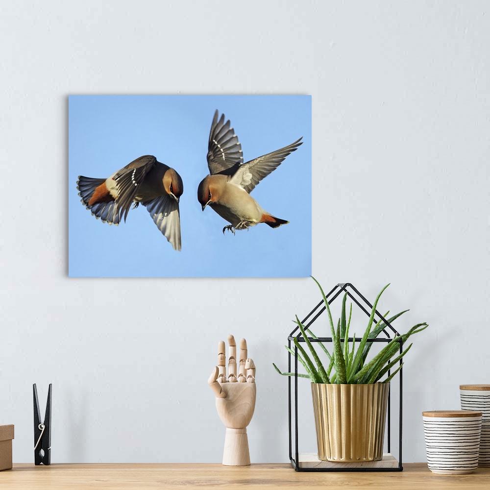 A bohemian room featuring Two Waxwing birds fighting while flying in the air.
