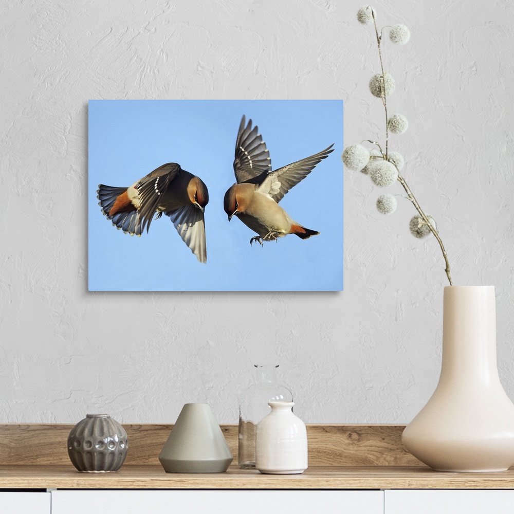 A farmhouse room featuring Two Waxwing birds fighting while flying in the air.