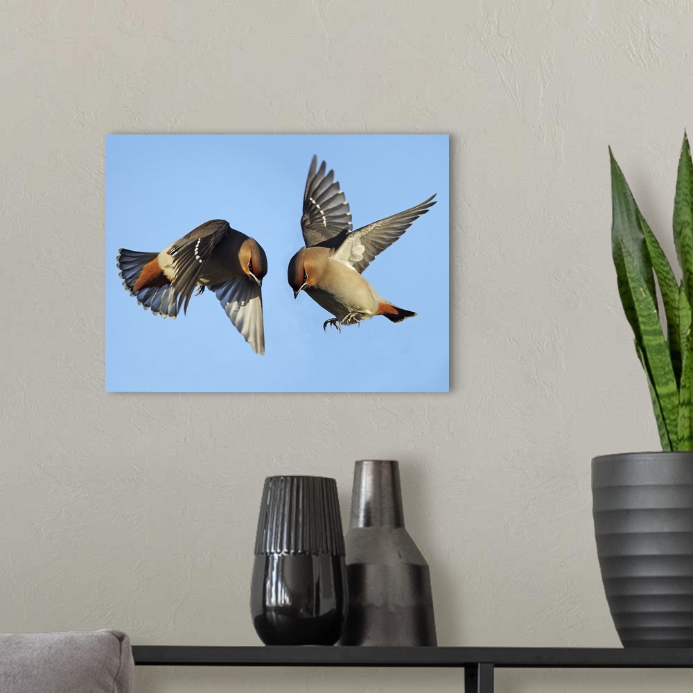 A modern room featuring Two Waxwing birds fighting while flying in the air.