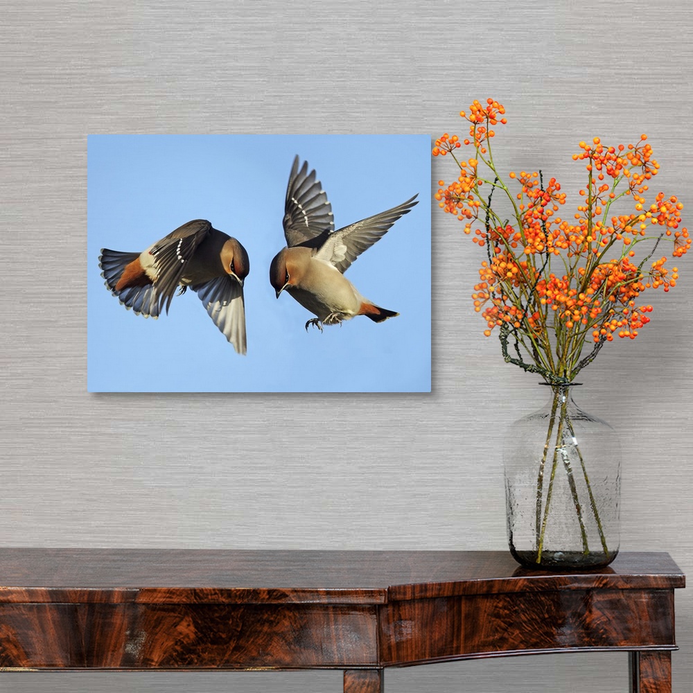 A traditional room featuring Two Waxwing birds fighting while flying in the air.