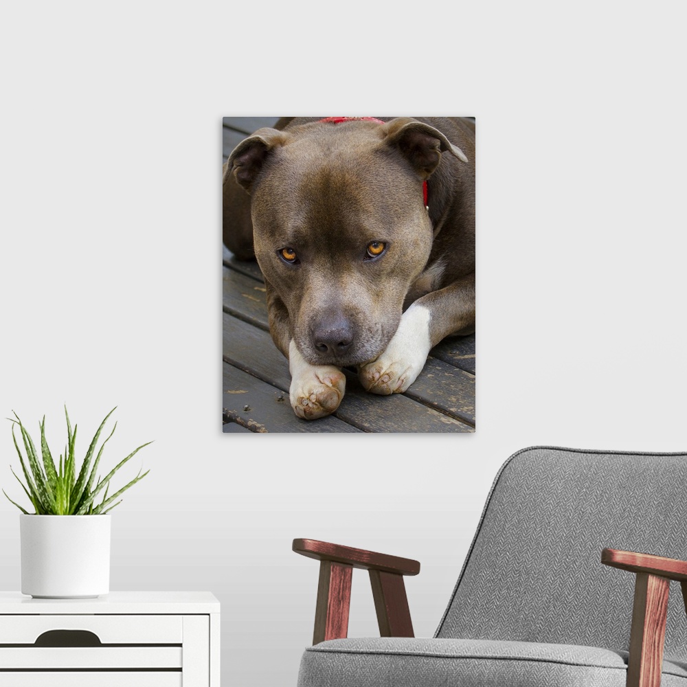 A modern room featuring A Staffordshire Bull Terrier lying down with bright orange eyes.