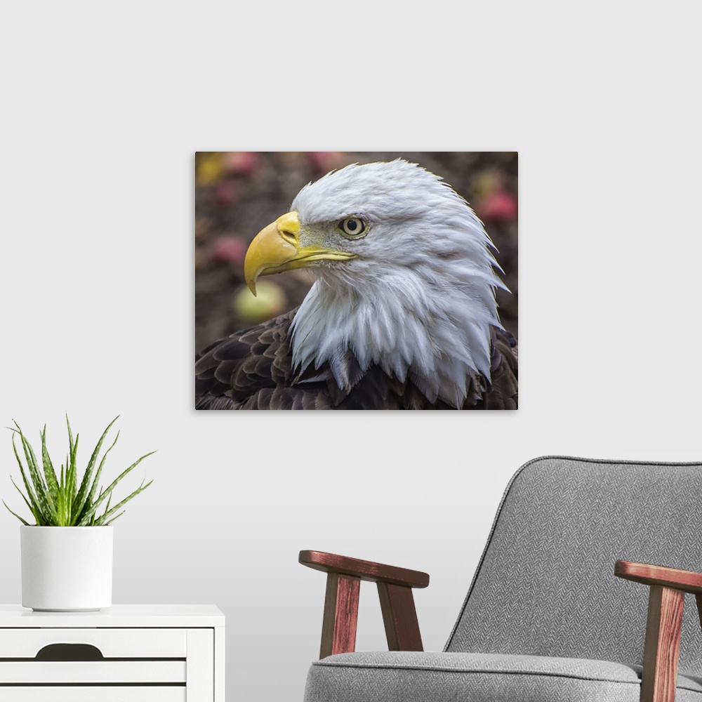 A modern room featuring Portrait of a Bald Eagle with a stern expression.