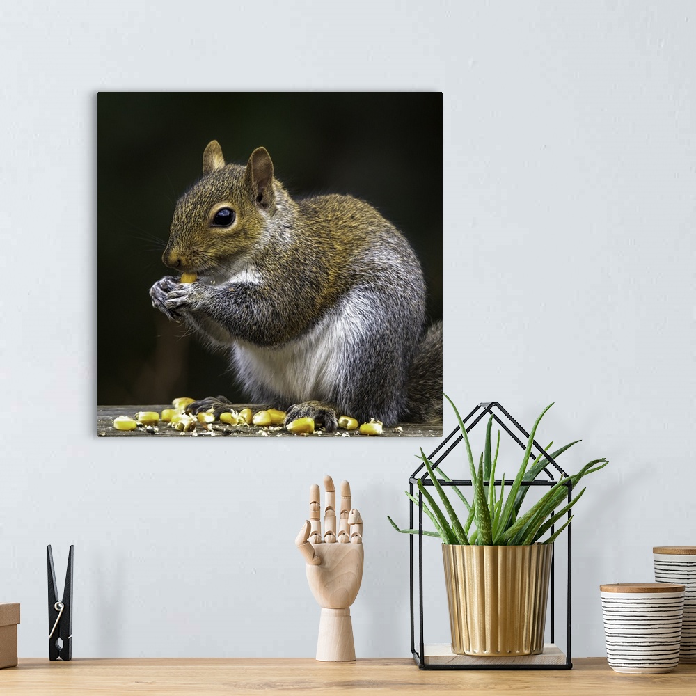 A bohemian room featuring A cute squirrel sitting and eating corn kernels.