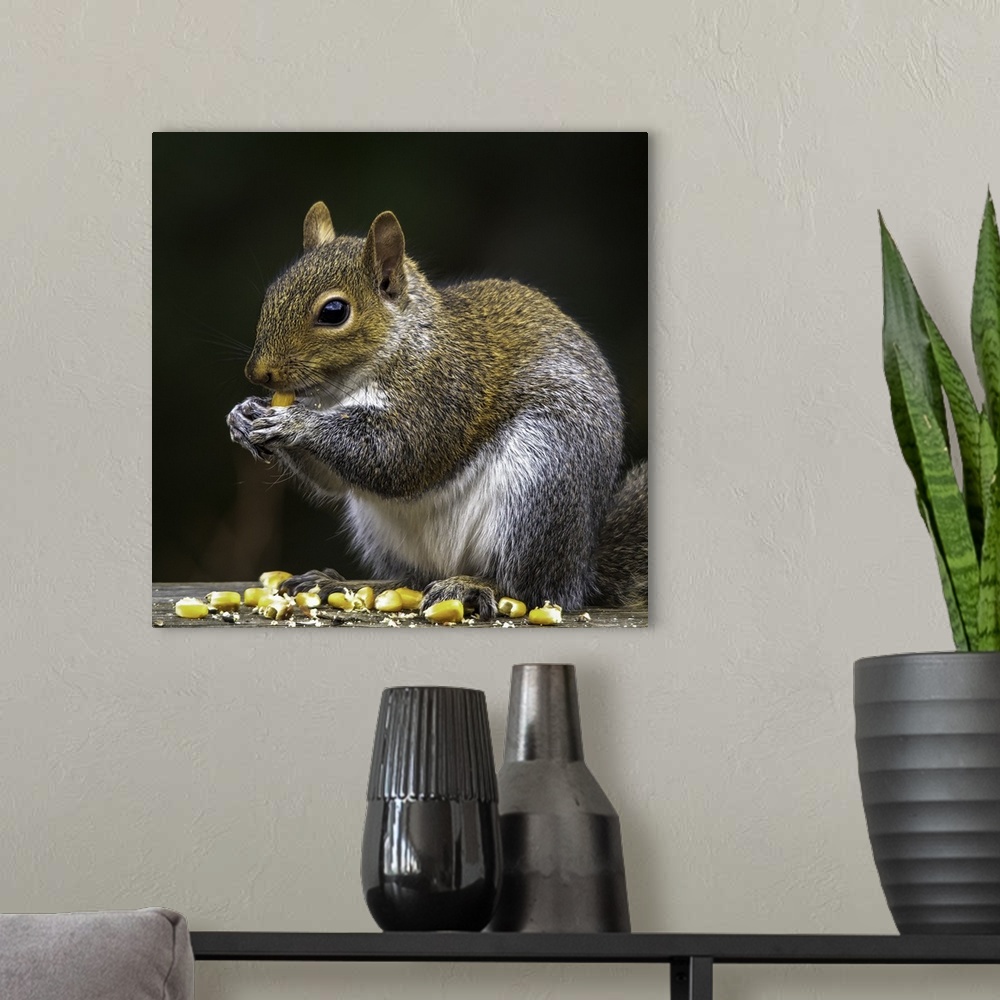 A modern room featuring A cute squirrel sitting and eating corn kernels.