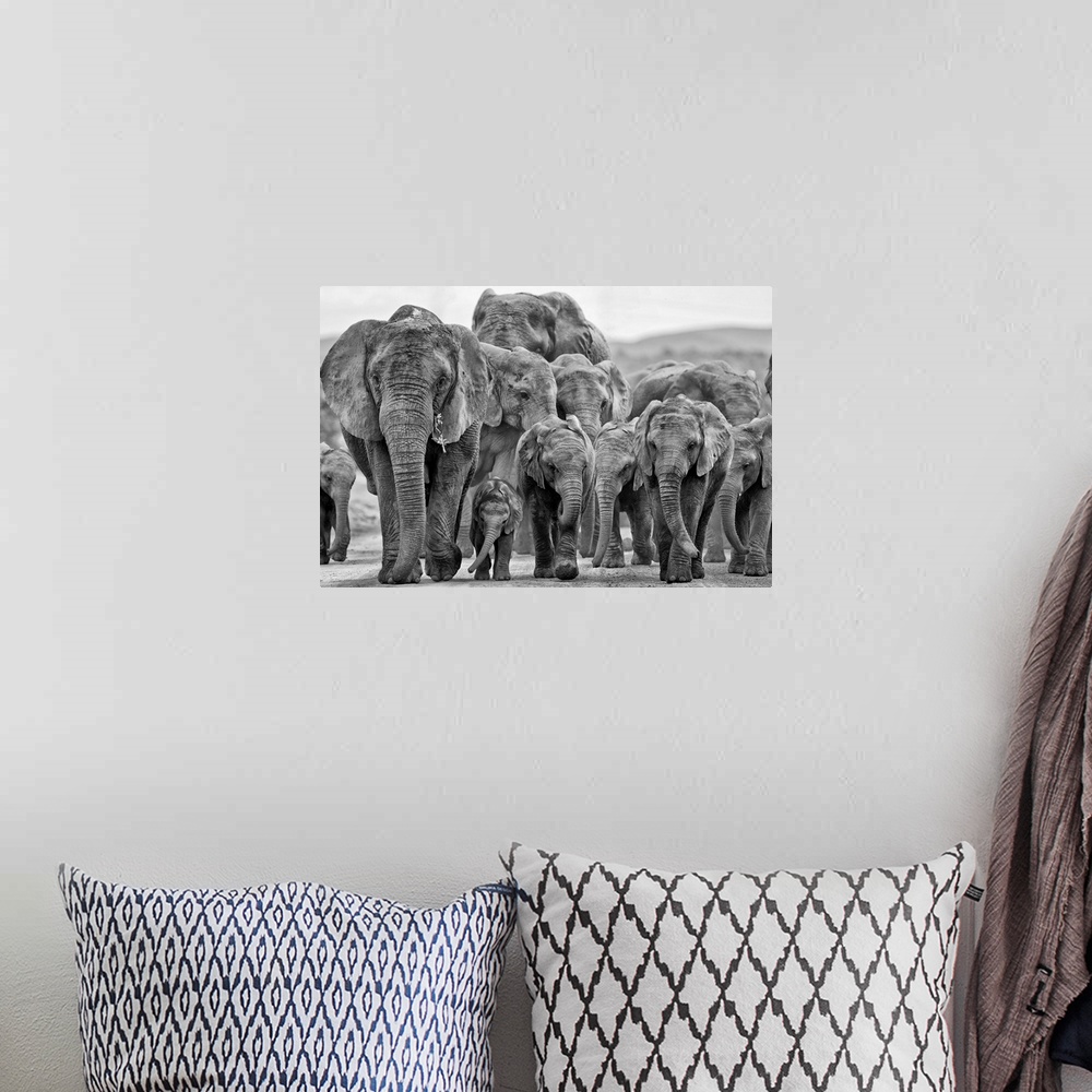 A bohemian room featuring A baby Elephant is kept well hidden within the group.
