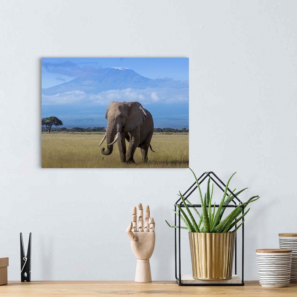 A bohemian room featuring An African Elephant walking in the plains with Mount Kilimanjaro in the distance.