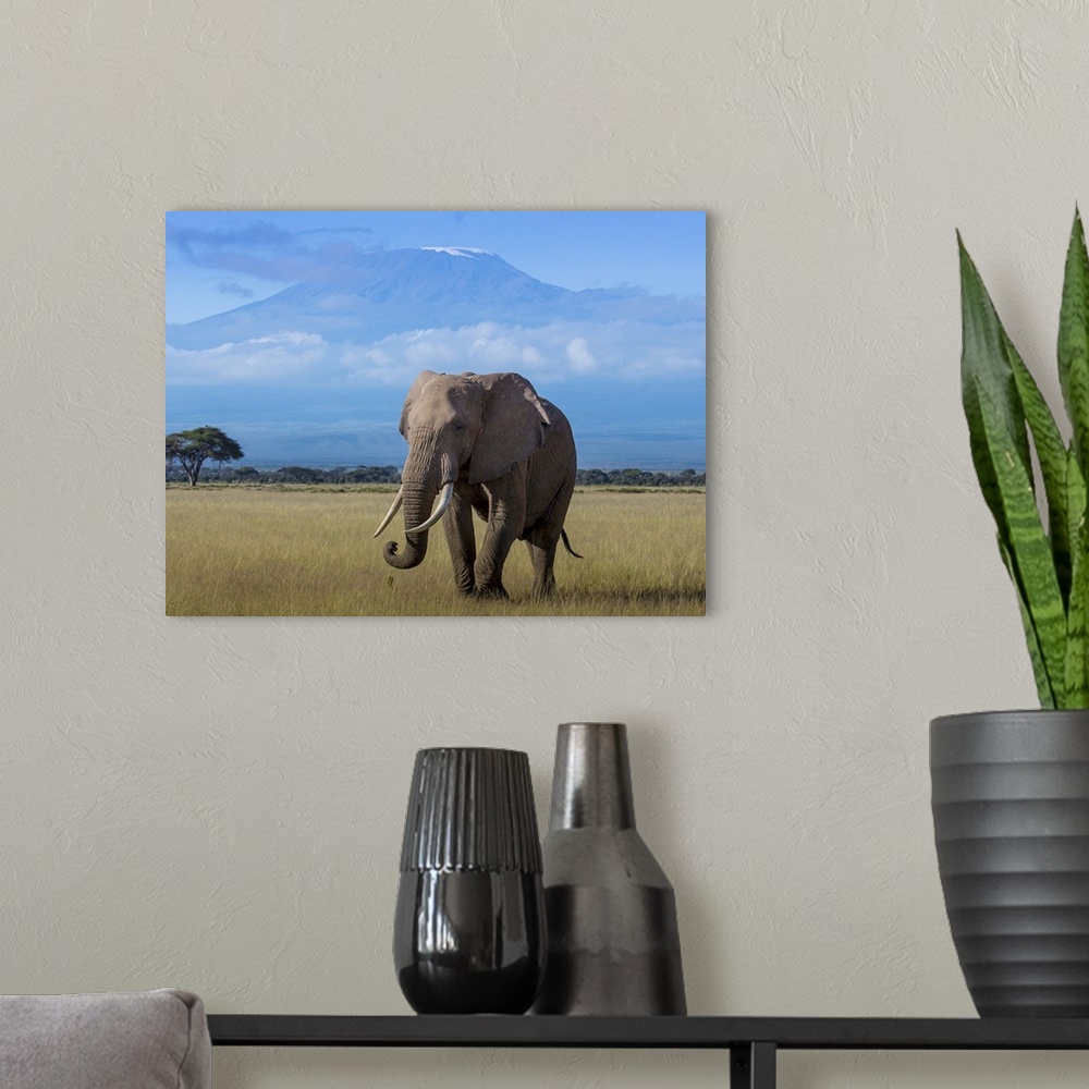 A modern room featuring An African Elephant walking in the plains with Mount Kilimanjaro in the distance.
