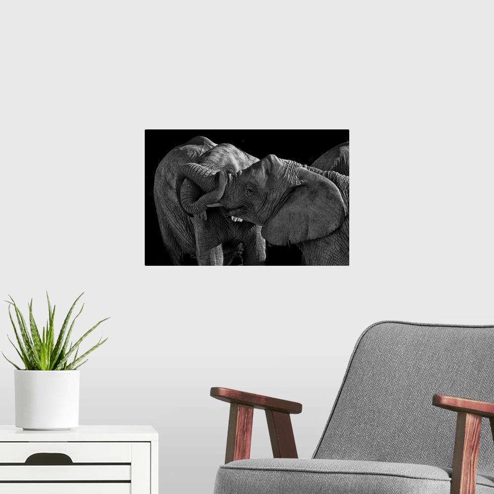 A modern room featuring Two elephants playing with their trunks.