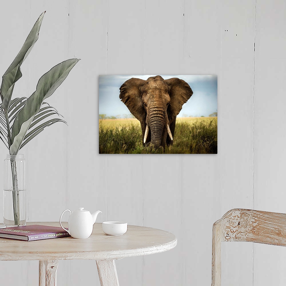 A farmhouse room featuring Big elephant in the savannah, Serengeti.