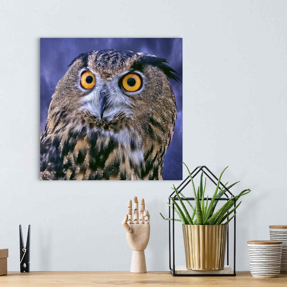 A bohemian room featuring Eurasian Eagle Owl