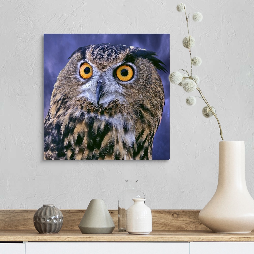 A farmhouse room featuring Eurasian Eagle Owl