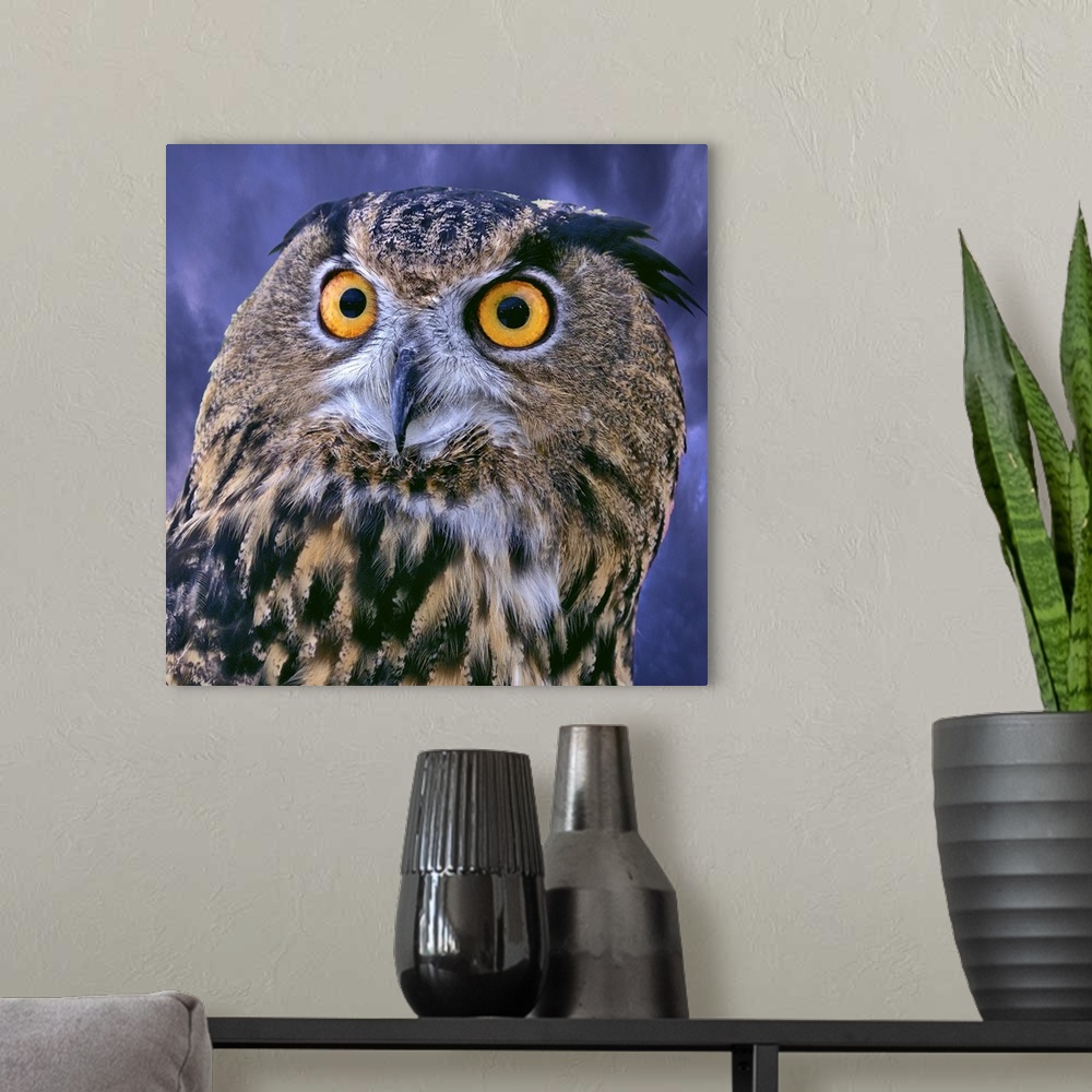 A modern room featuring Eurasian Eagle Owl