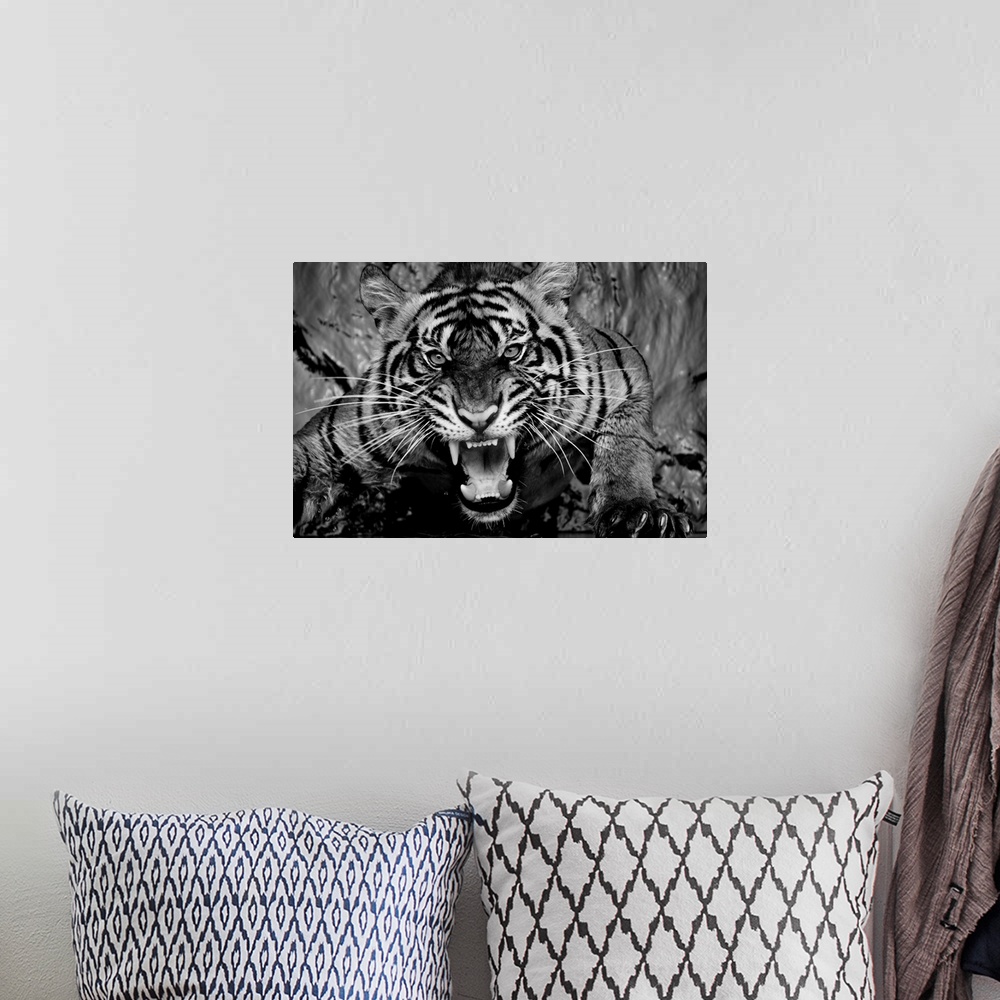 A bohemian room featuring Black and white portrait of a snarling tiger.