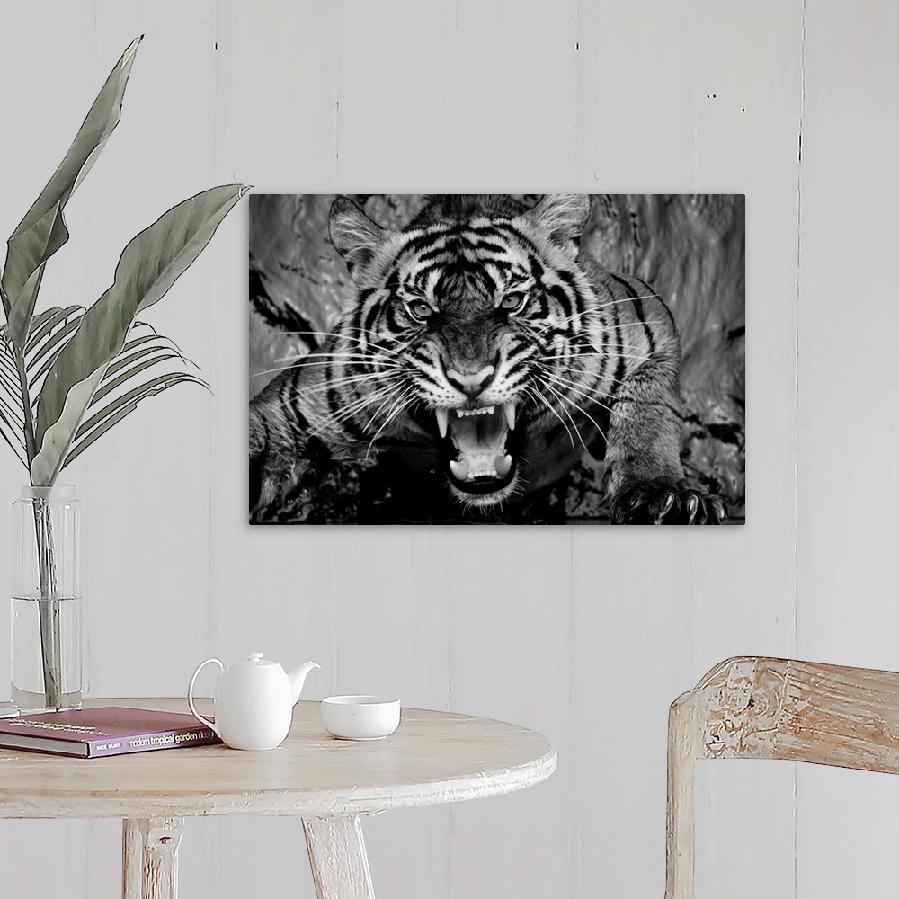A farmhouse room featuring Black and white portrait of a snarling tiger.
