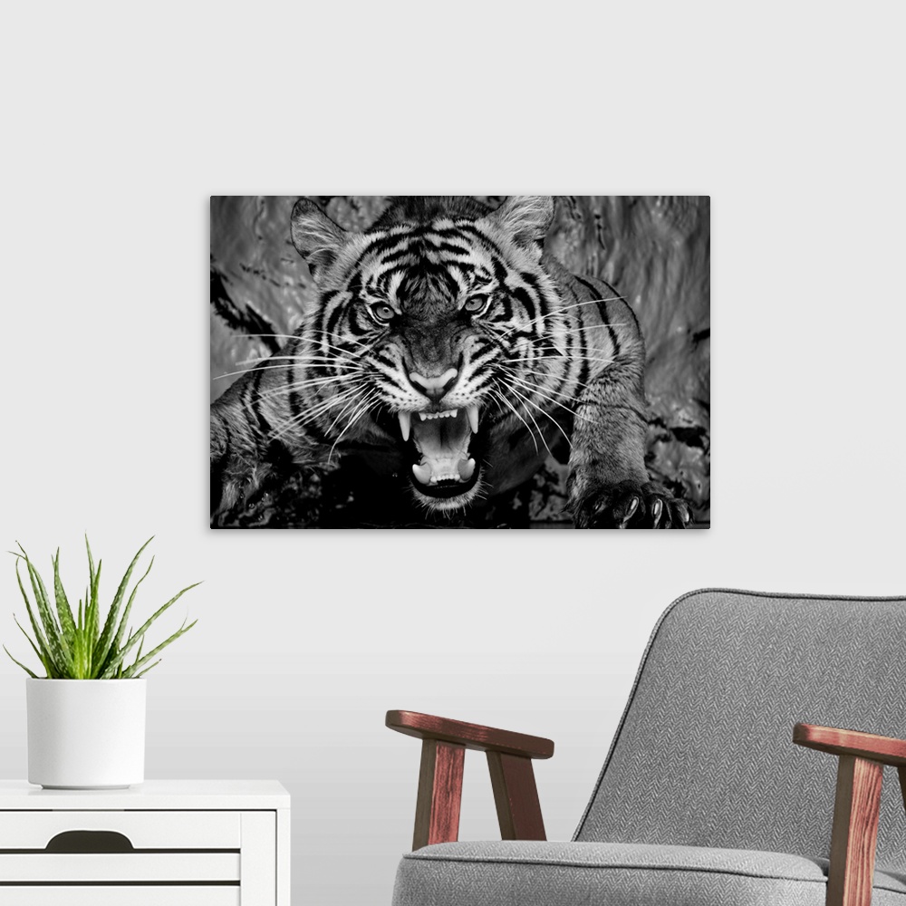 A modern room featuring Black and white portrait of a snarling tiger.