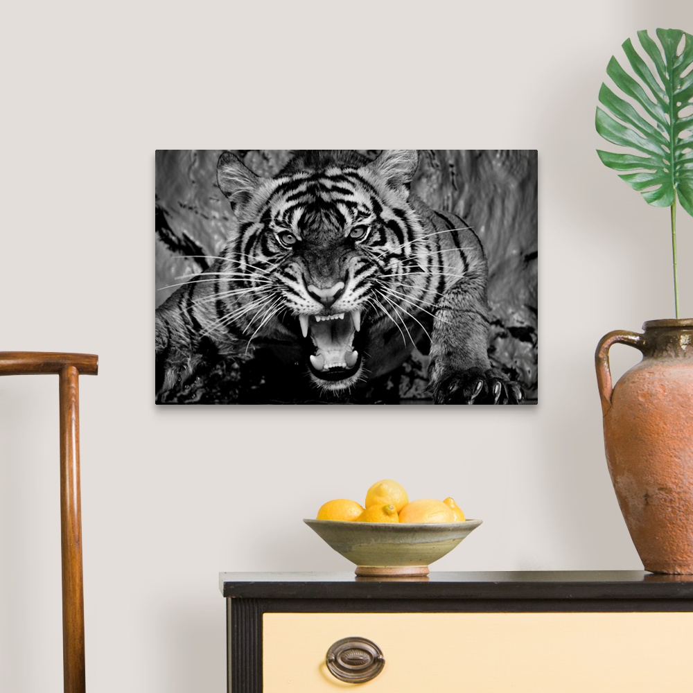 A traditional room featuring Black and white portrait of a snarling tiger.