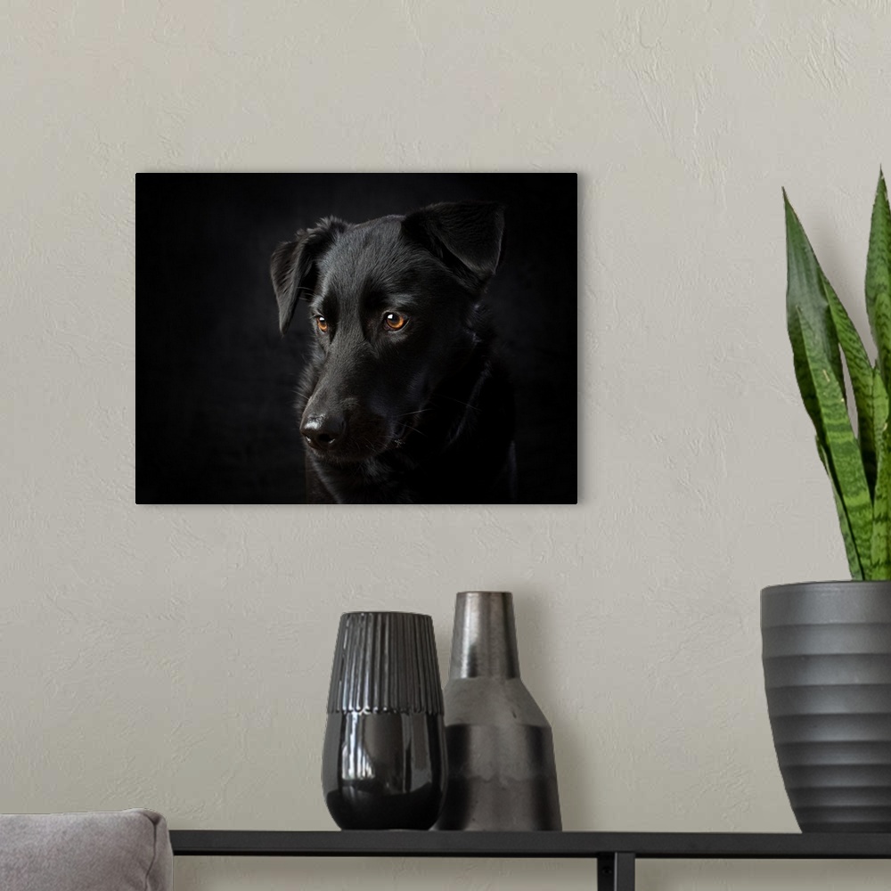 A modern room featuring Black dog portrait, lit on black background in studio.