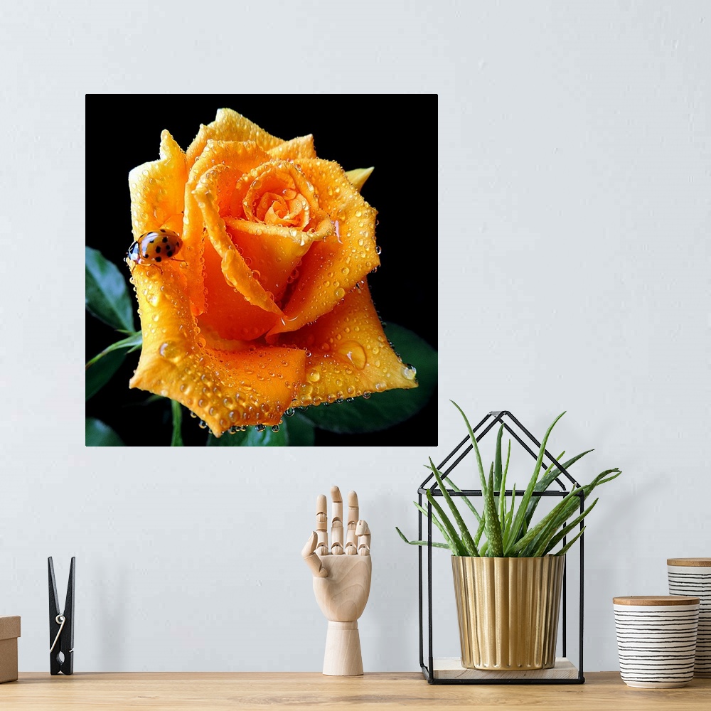 A bohemian room featuring A ladybug crawls on the petals of a wet rose.