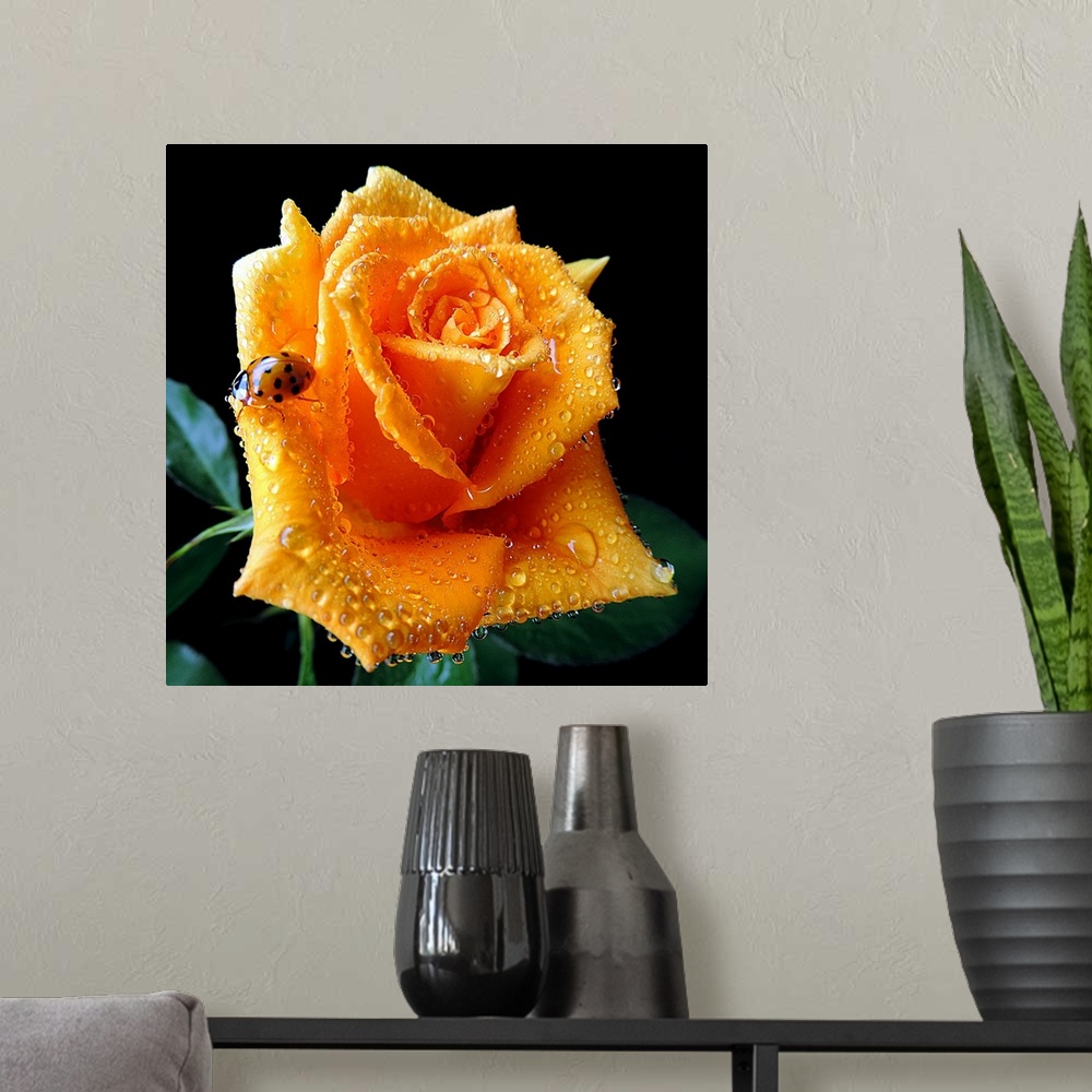 A modern room featuring A ladybug crawls on the petals of a wet rose.