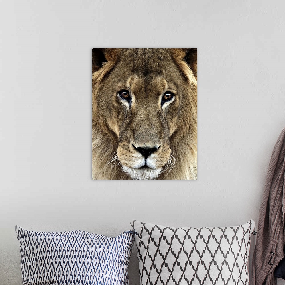 A bohemian room featuring Close up portrait of a male lion.