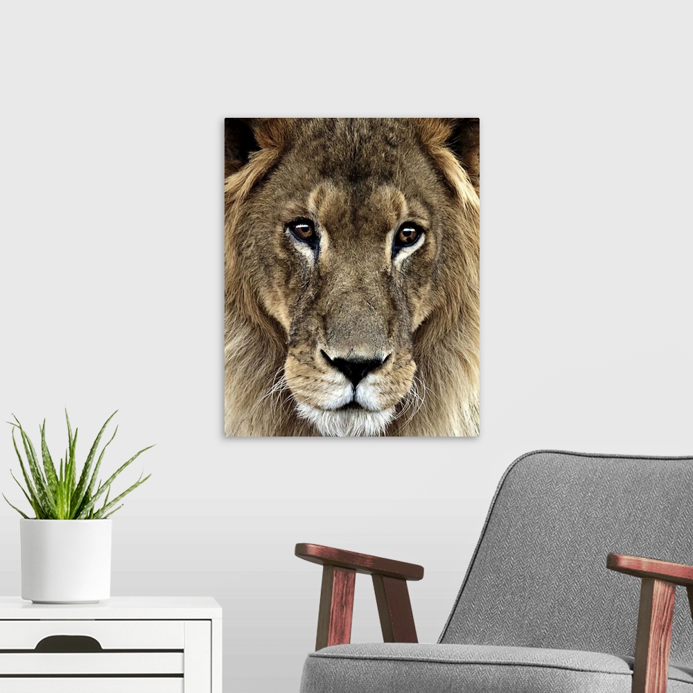 A modern room featuring Close up portrait of a male lion.