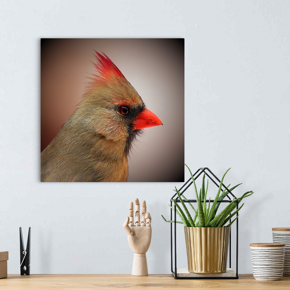 A bohemian room featuring Profile portrait of a female Northern Cardinal.