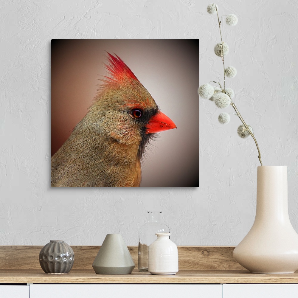 A farmhouse room featuring Profile portrait of a female Northern Cardinal.