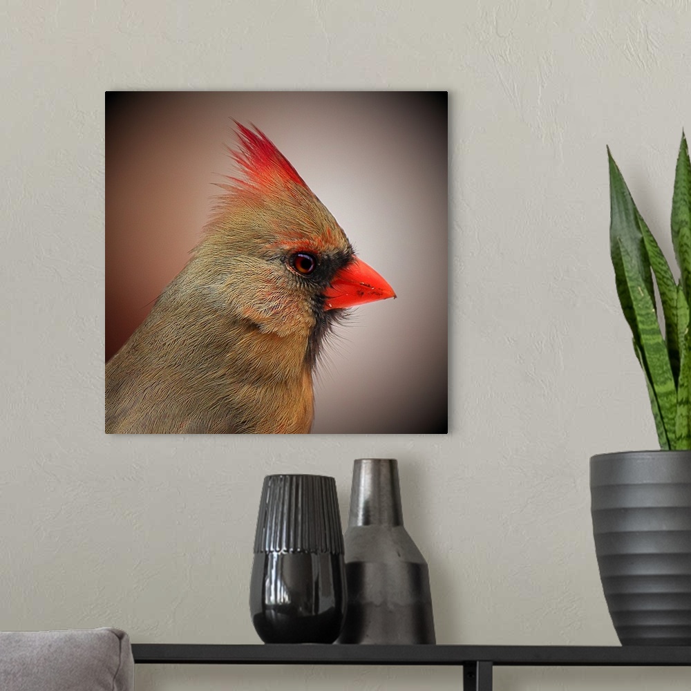 A modern room featuring Profile portrait of a female Northern Cardinal.