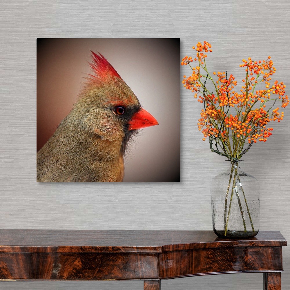 A traditional room featuring Profile portrait of a female Northern Cardinal.